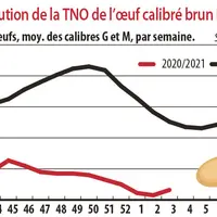 Evolution de la TNO œuf calibré