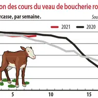 Evolution des cours du veau rosé clair O