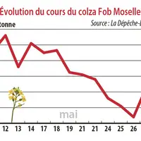 Evolution des cours du colza