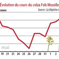 Evolution des cours du colza