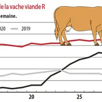 Evolution de la cotation de la vache viande R