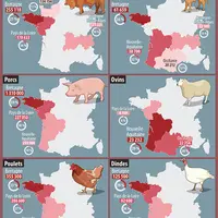 Infographie abattages français