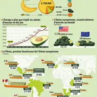 Marché de l'avocat en Europe