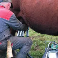 Accompagner les producteurs pour promouvoir 
les pratiques favorisant les populations microbiennes 
d’intérêt fromager.