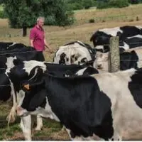 Avec la baisse de la production laitière, 
le prix du lait repart à la hausse dans 
les pays d’Europe du Nord.