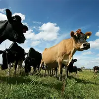 Troupeau de plus près