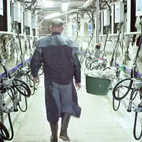 « À l’heure du lait « permet à tous de se mettre au cœur d’une
exploitation laitière, au milieu des vaches, dans le bâtiment ou la
salle de traite p
