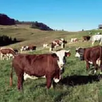 Les coûts de collecte du lait
de montagne sont supérieurs
de 30 %.