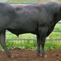 un boeuf wagyu