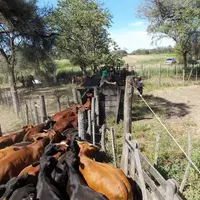Un élevage allaitant à Charatá, au Chaco, en Argentine.