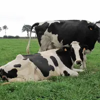 Carrefour et Système U entendent soutenir la filière lait à travers le paiement aux éleveurs. © C. Conté/Réussir