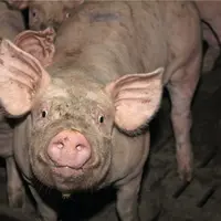 Hausse globale des prix du porc en Europe