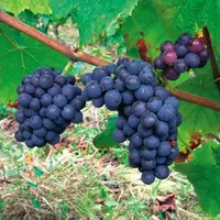 La production de raisin monte en Chine, pas en Europe 
