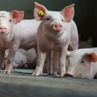 Retour de la demande en porc sur plusieurs places du Nord de l’Europe 
