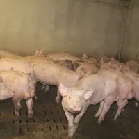 Les abattoirs recevant des mâles entiers pourront écarter les carcasses odorantes.