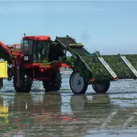 Et si l’avenir des protéines végétales résidait dans les algues ?