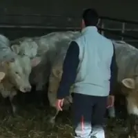 Les jeunes éleveurs de bovins de race à viande peuvent obtenir jusqu'à 70 000 euros de fonds pour s'installer.
