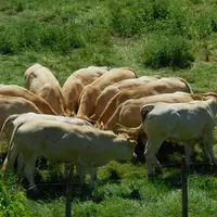 Entre décembre 2020 et décembre 2021, les effectifs de vaches allaitantes ont reculé de 105 000 têtes, à 3,64 millions (-2,8 %). En cinq ans, la baiss