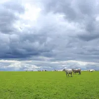 [Édito] Préserver la filière bovine