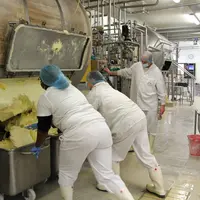 La beurrerie a 2 barattes de 4000 l en teck blond de Birmanie, imputrescible et assez dur pour résister à l’action mécanique du barattage. La crème es