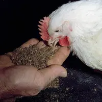 Les filières animales peuvent s'affranchir du soja grâce à des ingrédients produits par fermentation sur substrat végétal.