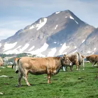 La Rosée des Pyrénées connaît un regain d’intérêt en particulier grâce à l’implication de la restauration collective locale.