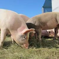 Plus de 350 000 tonnes de viande de porc auront été exportées sur l'ensemble de l'année 2022.