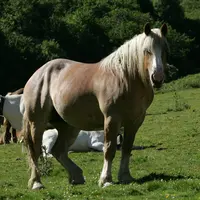 Les chevaux sont 4 à 5 fois plus équarris qu'envoyés à l'abattage.