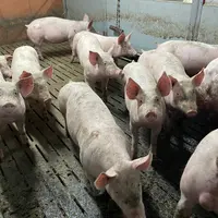 les porcs