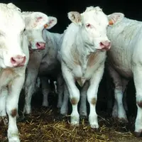 Des adhérents d'EMC2 élèvent des génisses sous contrat Babynette pour un abattage très précoce et une viande persillée.  © F. Alteroche