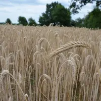 En 2017, on recensait 2,023 Mha de céréales cultivées en bio dans l’UE (+27,3 % par rapport à 2012). Cela représentait 3,5 % de la surface totale en c
