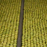 Cette année, la filière pomme du Limousin AOP entend certifier 100 % de ses vergers HVE. Plus de 20 % d’entre eux sont en agriculture biologique.  © C
