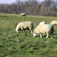 Les ovins et caprins représentent 6% de la viande produite dans l’Union européenne. © JC Gutner