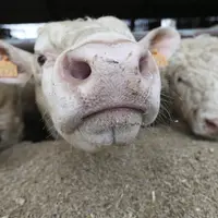 Les pulpes de betterave représentent 88 % des écoproduits valorisés directement en élevage. © Gutner archives
