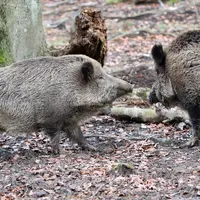 Avec presque 40 kg de prises par chasseur, le grand gibier dépasse les capacités d'autoconsommation en France. © DR