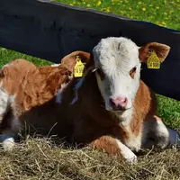 La production de veaux gras devrait se replier de 1,5 % en 2020. © DR