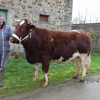 Antoine Duval est le président de l'Association des élevuers de Rouge des prés en Sarthe. © Y. B.