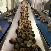 Chaîne d'escargots préparés. © DR