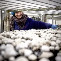 La société a réalisé l’an passé 28 millions de chiffres d'affaires avec 160 salariés dans la vente de 6 500 tonnes de champignons. © DR