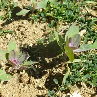 Ils sont cette année 200 producteurs à semer l’équivalent de 2 500 hectares de quinoa. © Th. G.