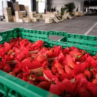 La demande de la distribution en produits d'origine France est beaucoup plus importante ces dernières semaines. © Yann Kerveno