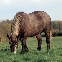 La France consomme des chevaux qu’elle produit peu, mais produit davantage d’animaux destinés à l’exportation.