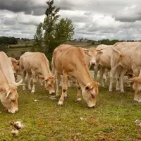 Interbev et Fil rouge sont partants pour expérimenter l'étiquetage du mode d'élevage sur la viande bovine bio et label Rouge. © DR