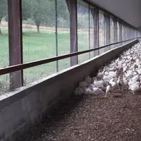 Les poulets sont issus d’une souche à croissance lente élevés dans des bâtiments équipés de lumière naturelle et d’un jardin d’hiver. © DR