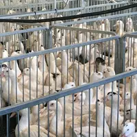 Un nombre limité de visiteurs assistera au gavage chez les frères Dupouy, afin de maintenir le calme.  © S. C.