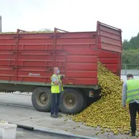 Trente-huit pomiculteurs situés en zone IGP Bretagne vont apporter entre 5 000 et 6 000 tonnes de fruits. © Th. G.
