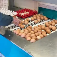 Le cahier des charges label Rouge impose que les œufs soient ramassés à la main chaque jour. © Y.B.