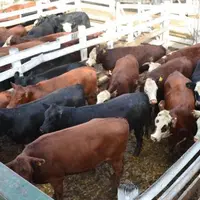 L'Argentine a exporté cette année un record d'un million de tonnes de boeuf. © M. M.