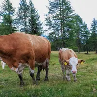 Avec Chêne vert Conseil ancré plutôt du côté de l’amont et SDBF du côté aval des filières, les partenaires entendent mettre en œuvre des synergies aut