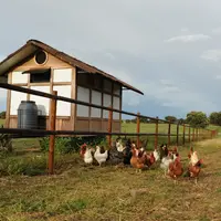 Les volailles rurales s’inscrivent dans au moins six sujets de la stratégie De la ferme à la table. © ERPA